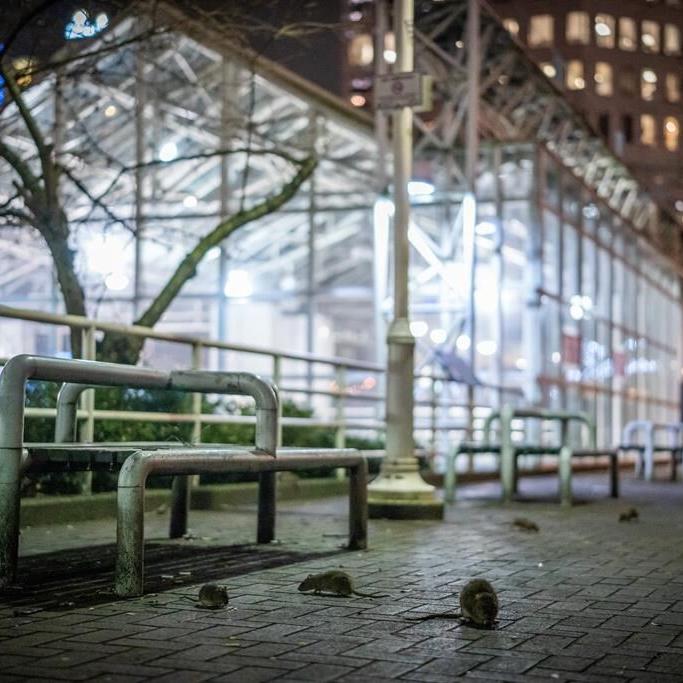 When the sun goes down, a swarm of rats emerges in downtown Vancouver